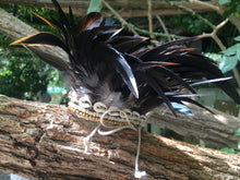 Load image into Gallery viewer, Black feathers armband/choker.
